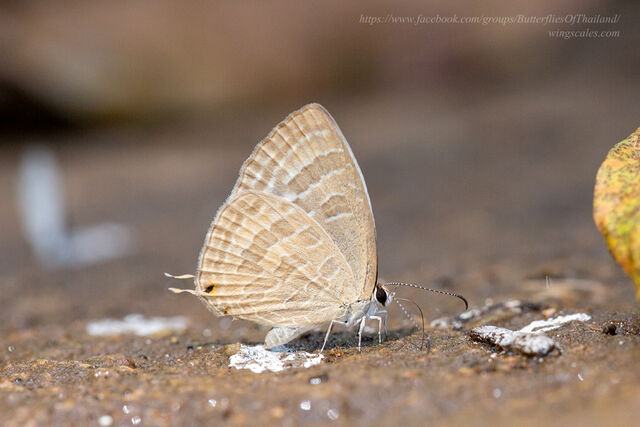 Jamides celeno aelianus