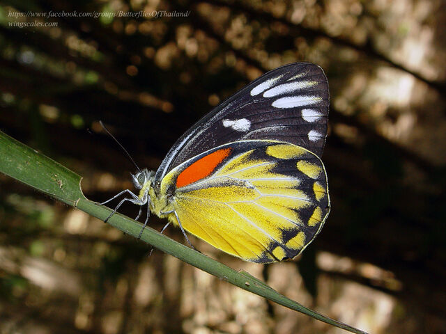 Delias descombesi descombesi