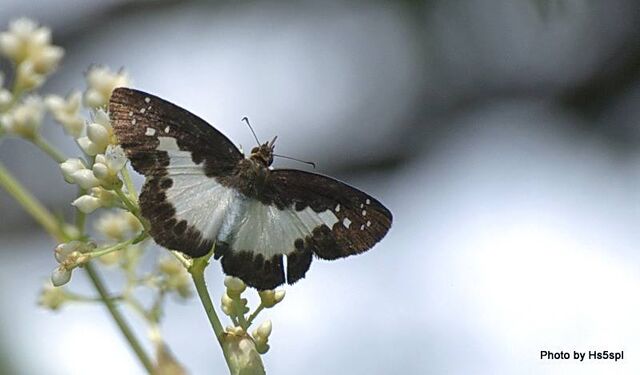 Gerosis sinica narada