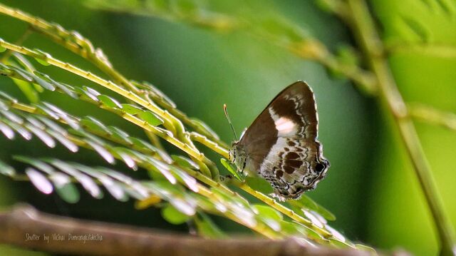 Simiskina phalena phalena