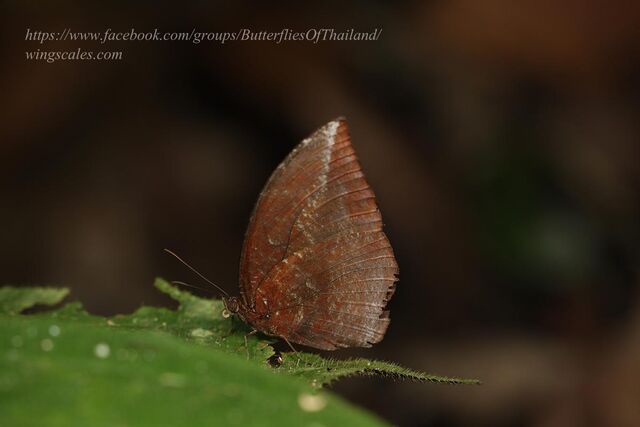 Elymnias penanga chelensis