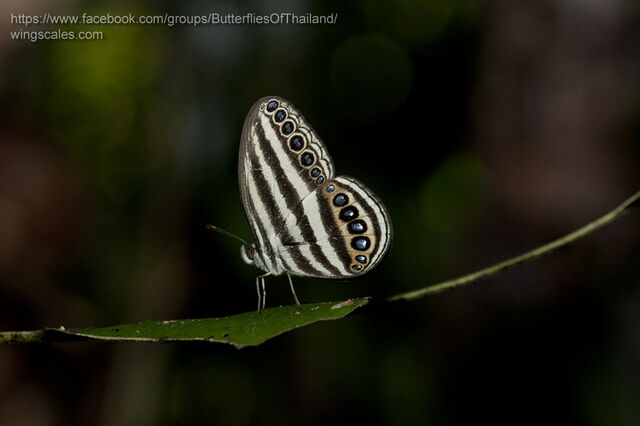 Ragadia makuta siponta