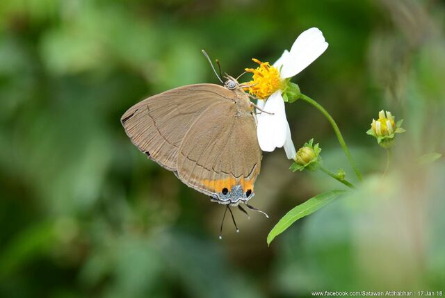 Tajuria deudorix ingeni