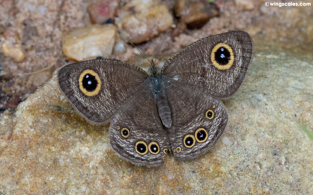 Ypthima baldus baldus