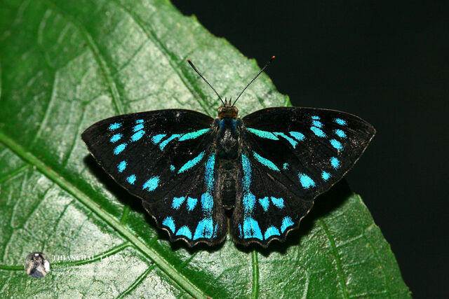 Simiskina phalia potina