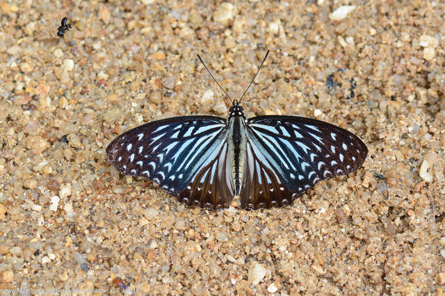 Hestinalis nama ruvanella