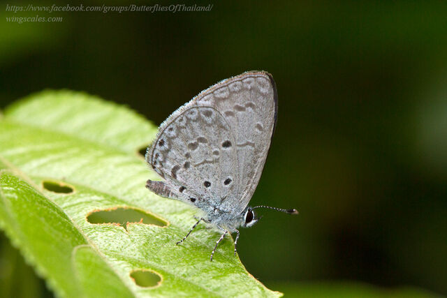 Celastrina lavendularis limbata