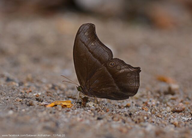 Coelites epiminthia epiminthia