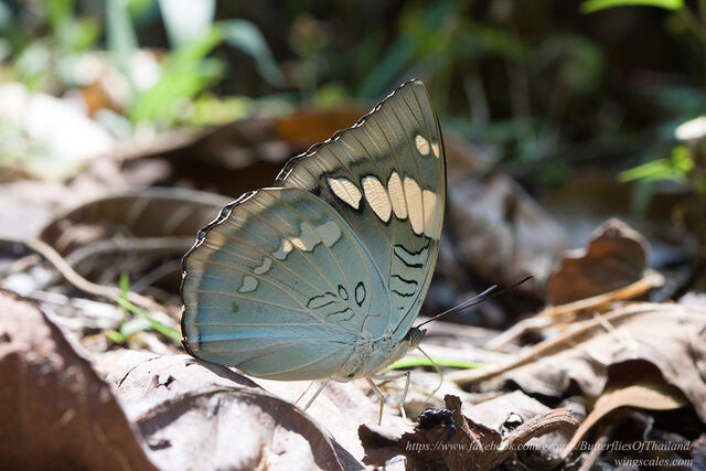 Euthalia patala taooana
