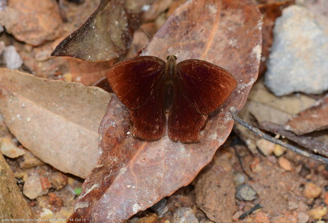 Abisara saturata kausambioides