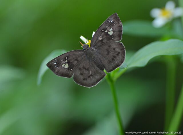 Tagiades japetus atticus