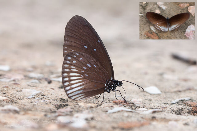 Euploea doubledayi doubledayi