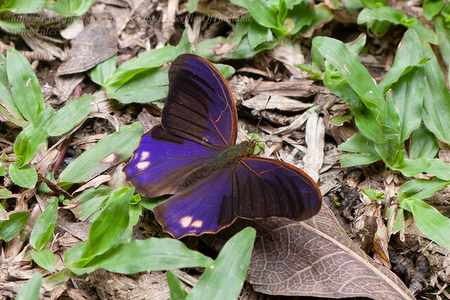 Terinos terpander robertsia