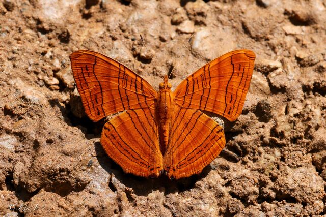Chersonesia intermedia rahrioides