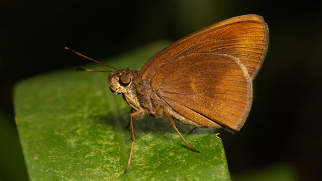 Tamela nigrita maura