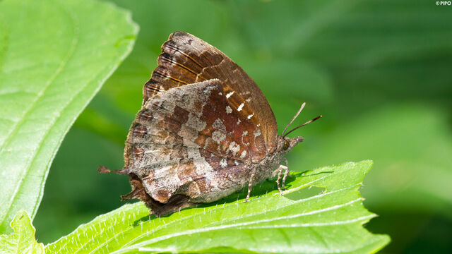 Mahathala ariadeva burmana