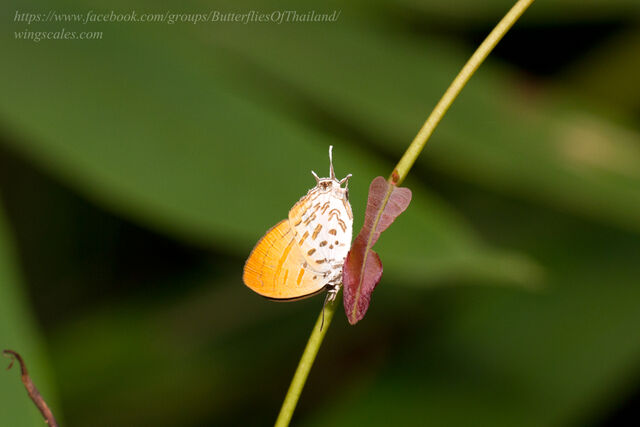 Drupadia ravindra boisduvalii