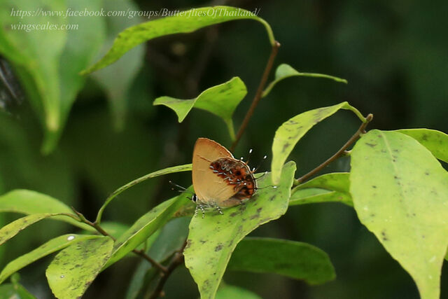 Semanga superba siamensis