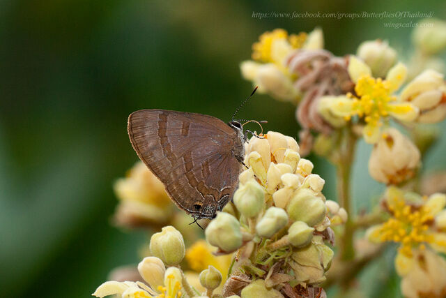 Rapala varuna orseis