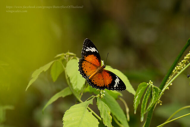 Cethosia cyane euanthes