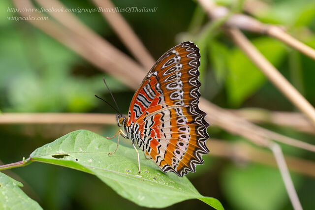 Cethosia biblis perakana