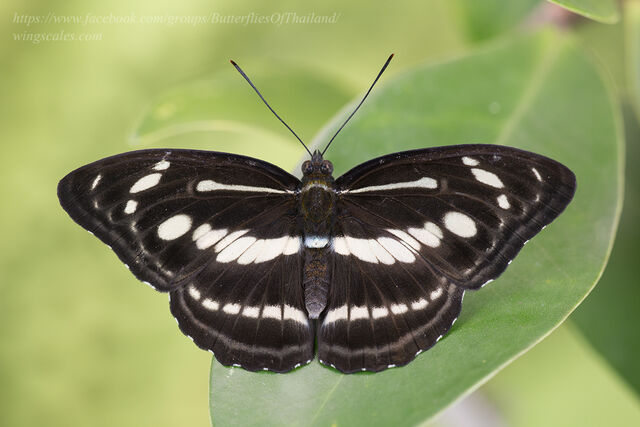 Athyma pravara indosinica