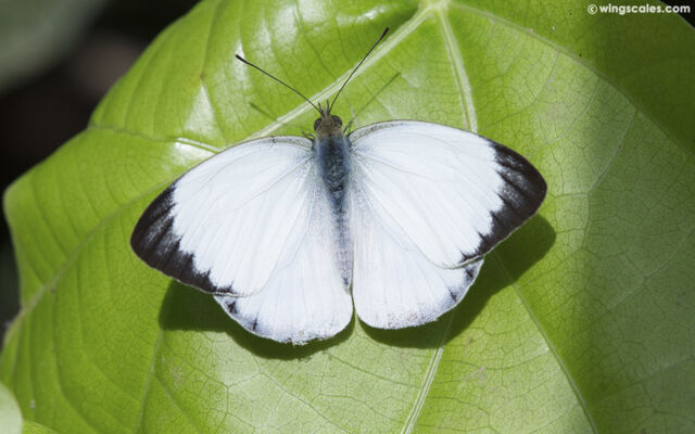 Cepora nadina nadina