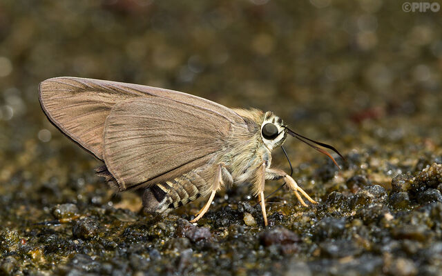 Badamia exclamationis