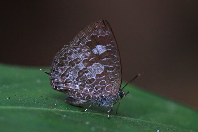 Arhopala birmana birmana