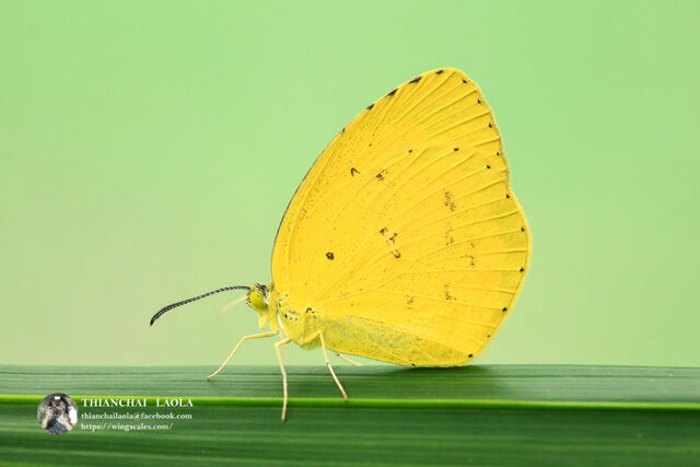 Eurema hecabe hecabe