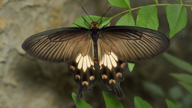 Pachliopta aristolochiae goniopeltis