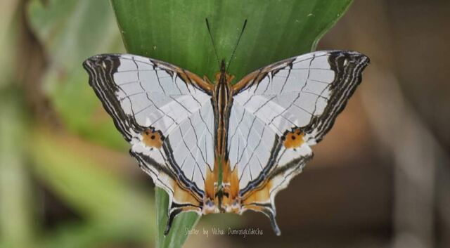 Cyrestis nivea nivalis