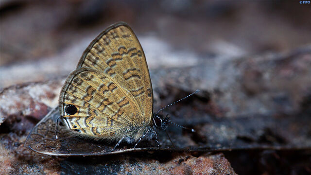 Prosotas nora ardates