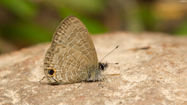 Prosotas nora ardates