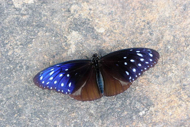 Euploea mulciber mulciber