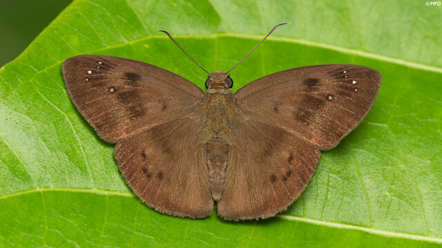 Tagiades japetus ravi