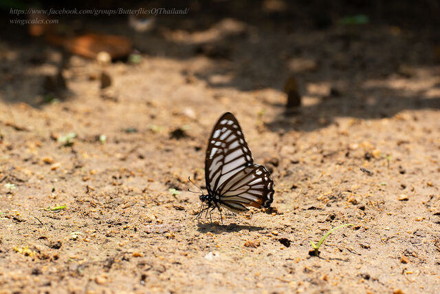 Graphium xenocles lindos