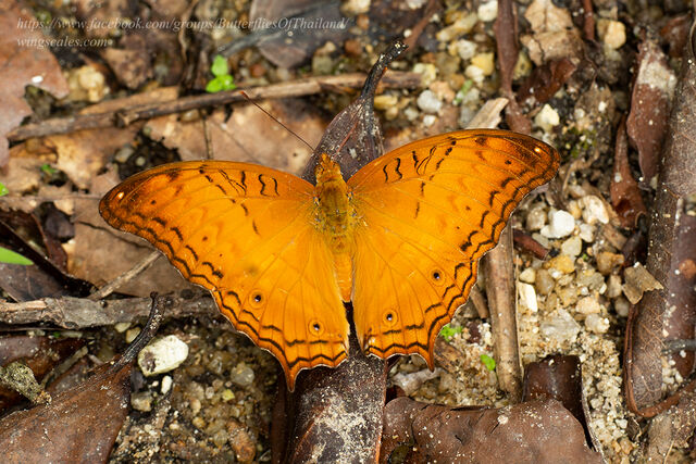 Vindula dejone erotella