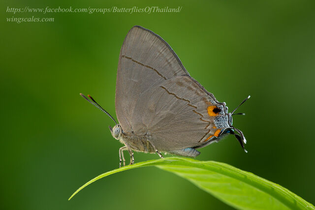 Creon cleobis cleobis