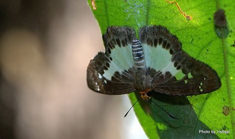 Gerosis phisara phisara