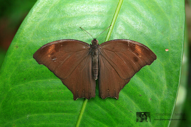 Melanitis zitenius auletes