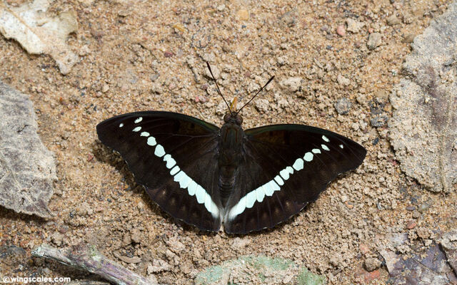 Euthalia teuta goodrichi