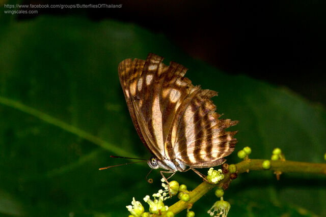 Lasippa monata monata