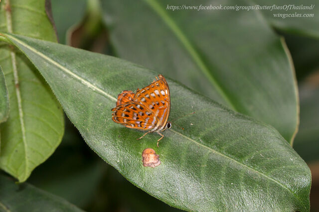 Laxita thuisto ephorus