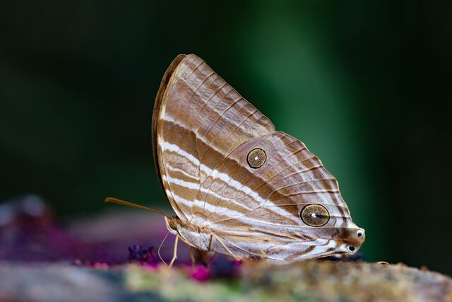 Amathusia phidippus phidippus