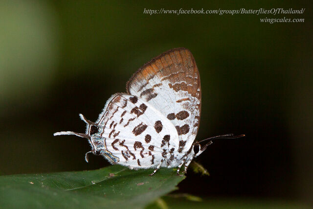 Drupadia scaeva scaeva