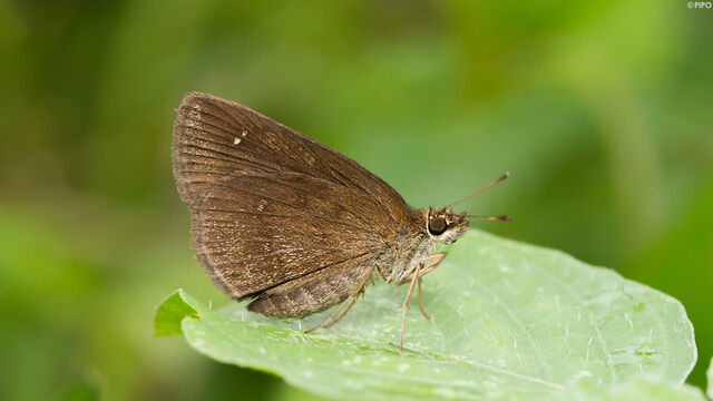 Astictopterus jama olivascens