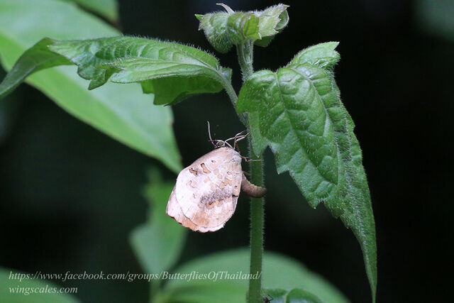 Miletus ancon siamensis