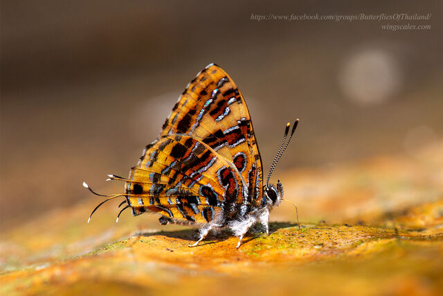 Catapaecilma subochrea