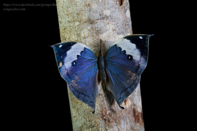 Kallima inachus alboinachus